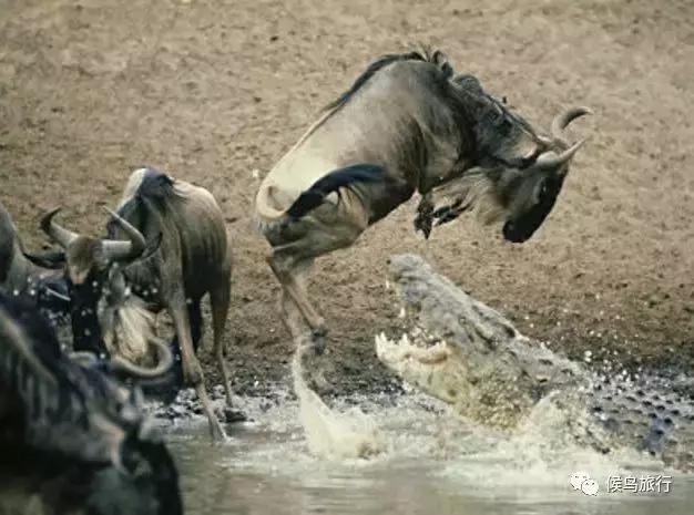 东非野生动物大迁徙,东非动物大迁徙