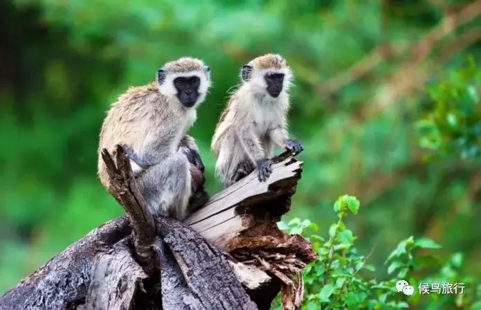 东非野生动物大迁徙,东非动物大迁徙