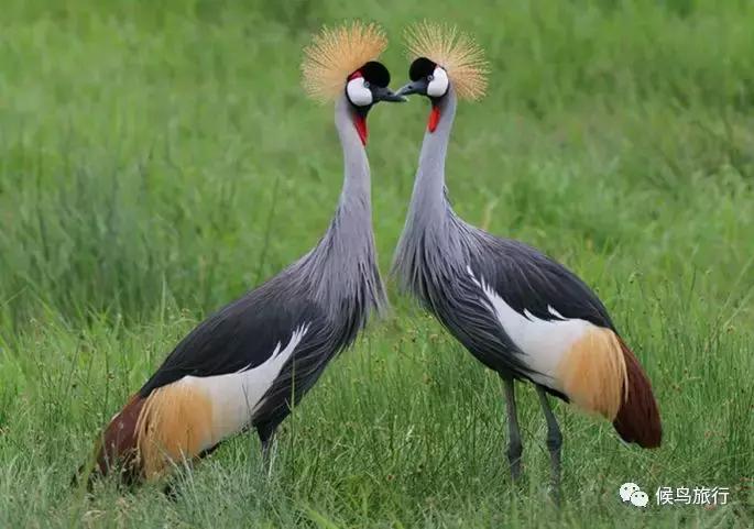 东非野生动物大迁徙,东非动物大迁徙