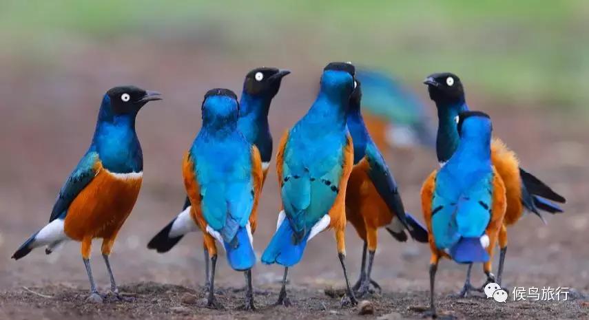 东非野生动物大迁徙,东非动物大迁徙