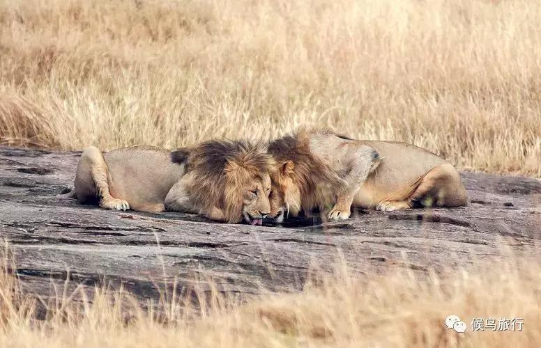 东非野生动物大迁徙,东非动物大迁徙