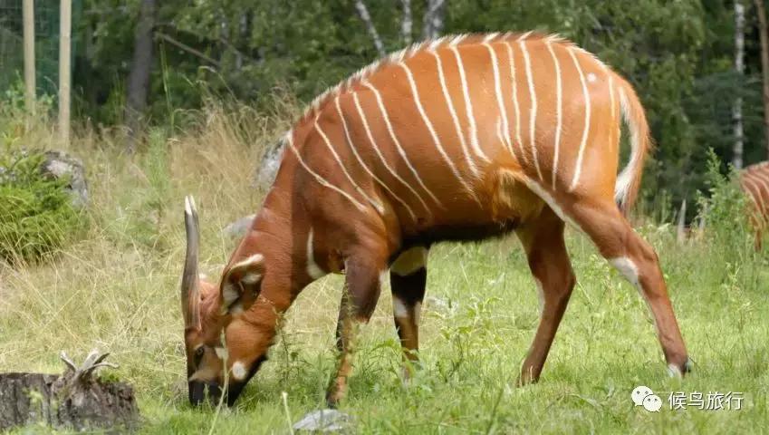 东非野生动物大迁徙,东非动物大迁徙
