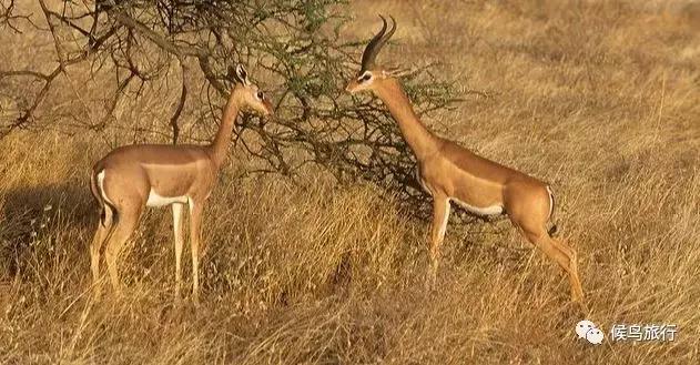 东非野生动物大迁徙,东非动物大迁徙