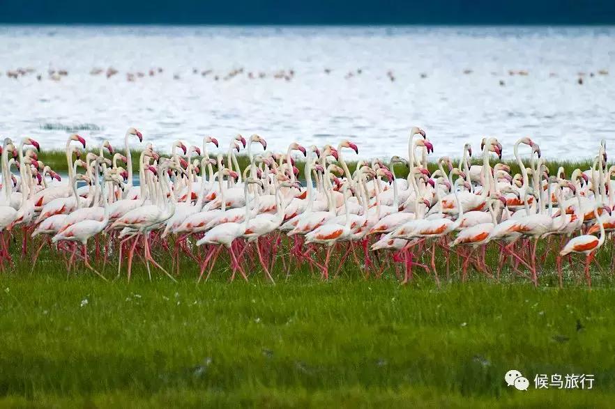 东非野生动物大迁徙,东非动物大迁徙