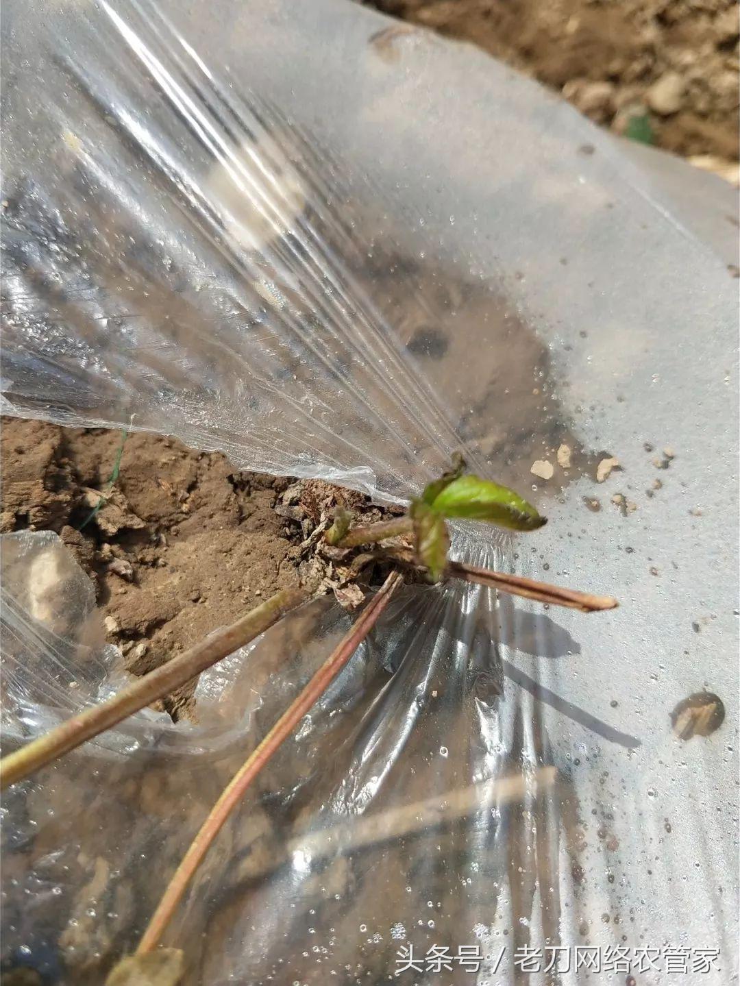 草莓根黄了要不要剪掉,草莓根全部黑了能救吗