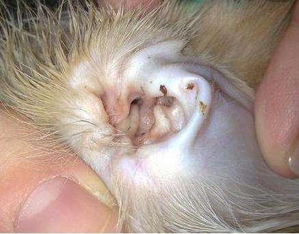 1分钟教你找准宠物异味来源