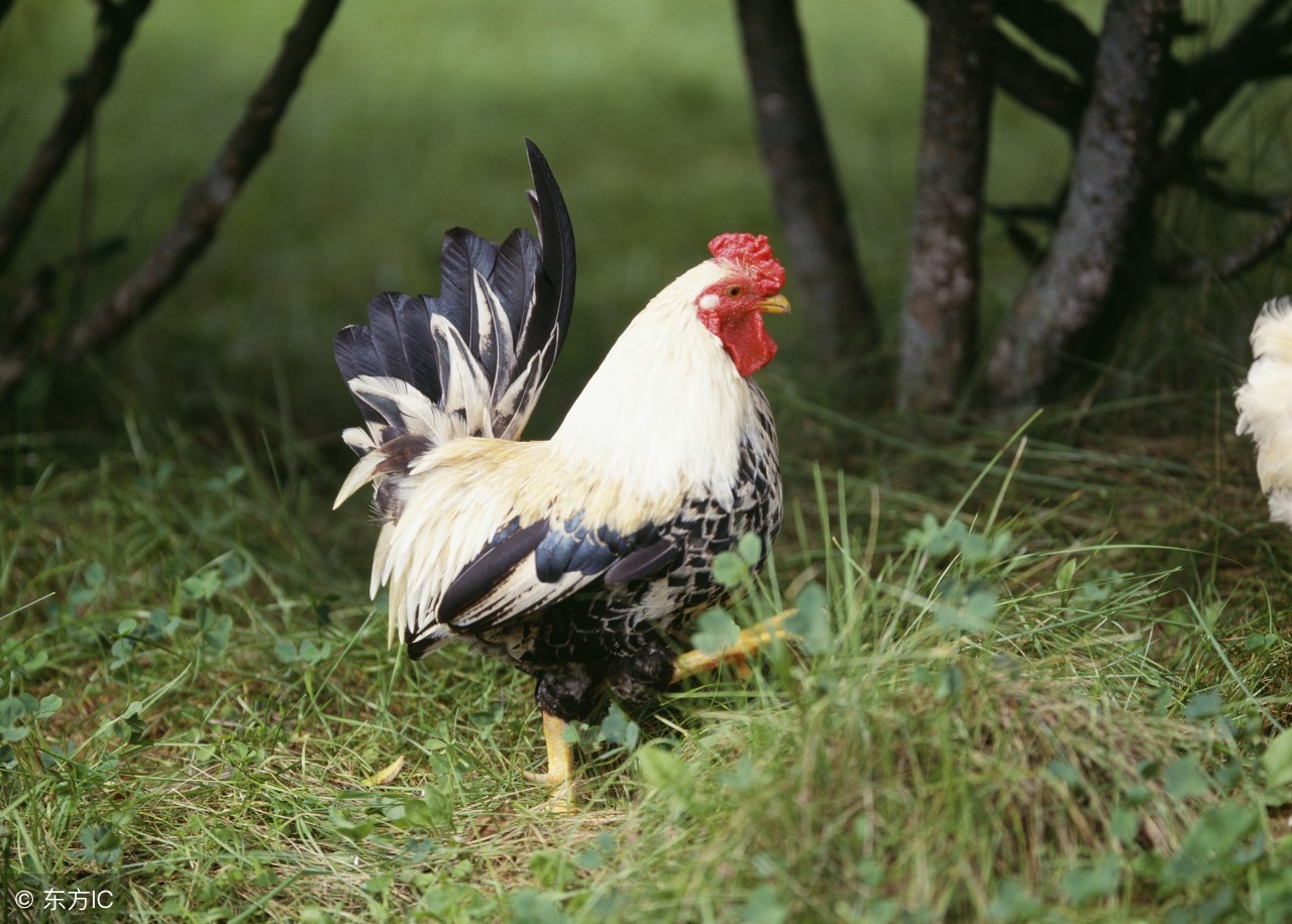 生肖鸡6月份开始要行大运了,生肖鸡五月初五的运势