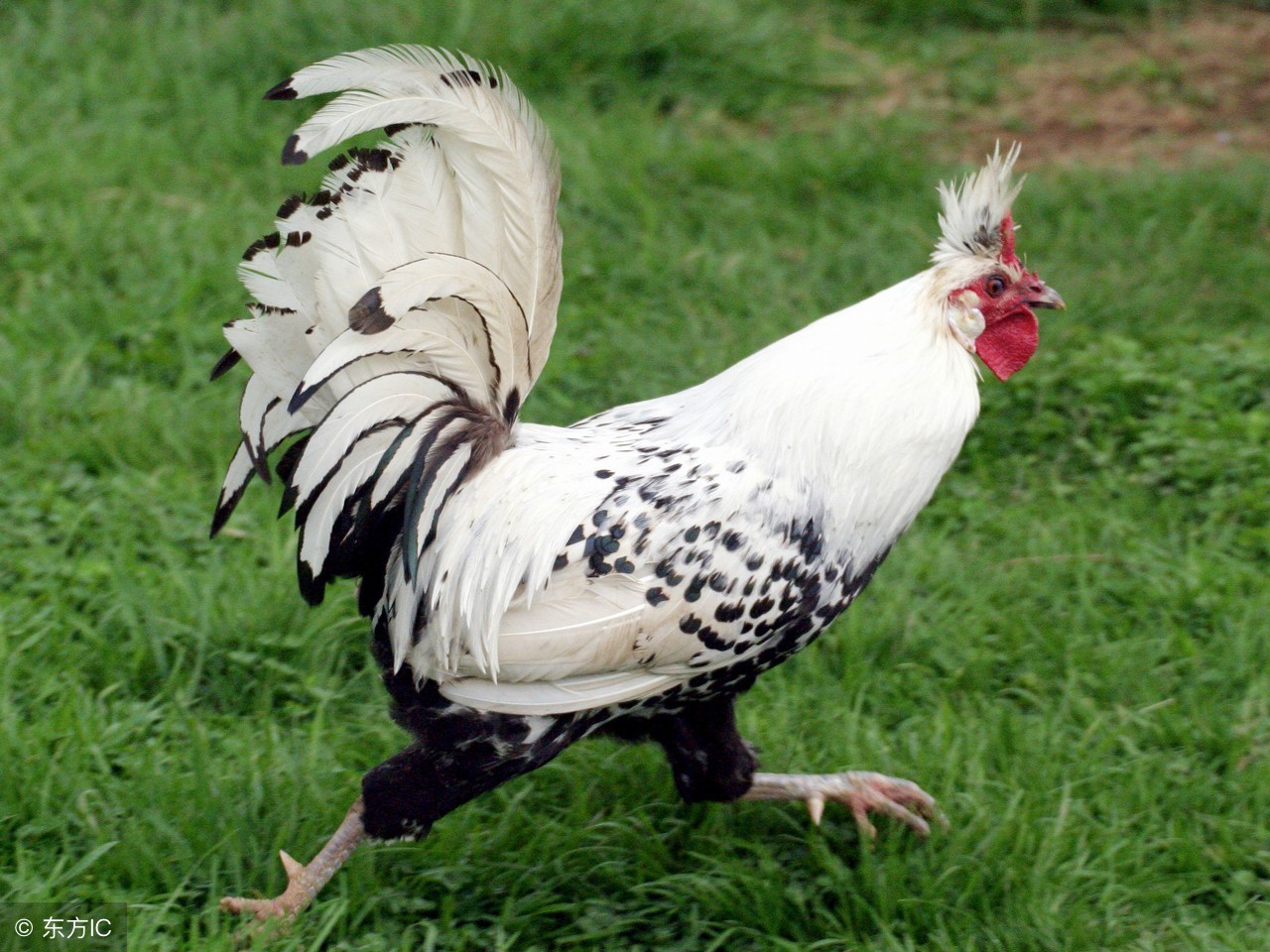 生肖鸡6月份开始要行大运了,生肖鸡五月初五的运势