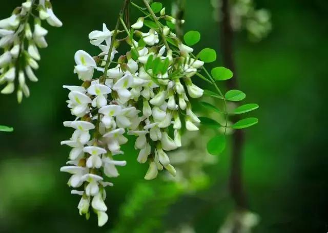 大连查过敏源,大连过敏源查询