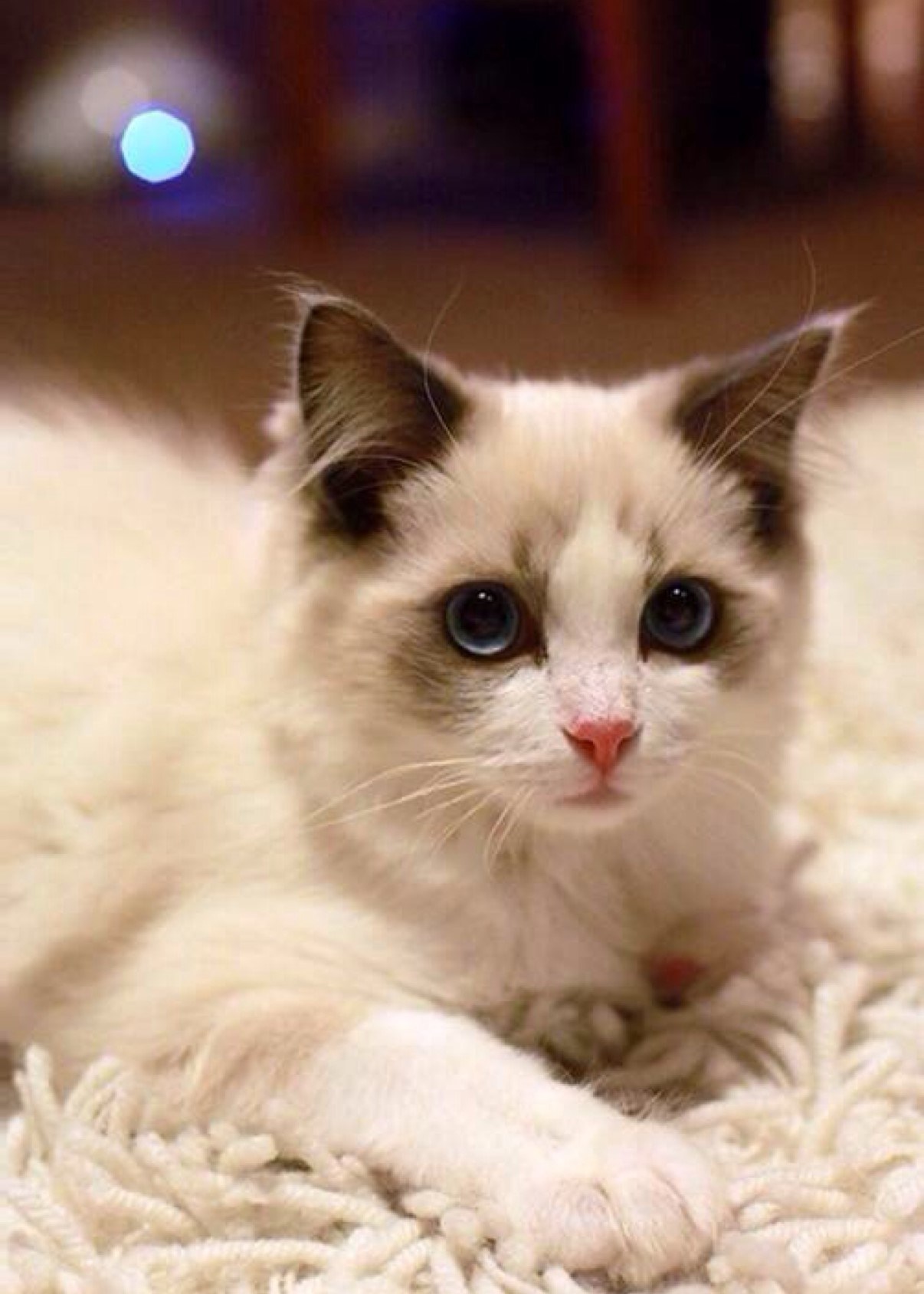 布偶猫成年后性格变好不爱动,布偶猫不仅颜值高而且性格好