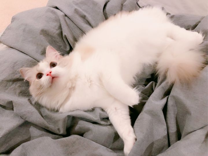 布偶猫成年后性格变好不爱动,布偶猫不仅颜值高而且性格好