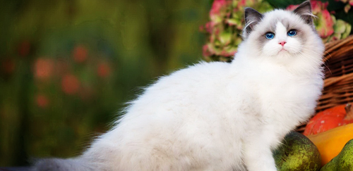 布偶猫成年后性格变好不爱动,布偶猫不仅颜值高而且性格好