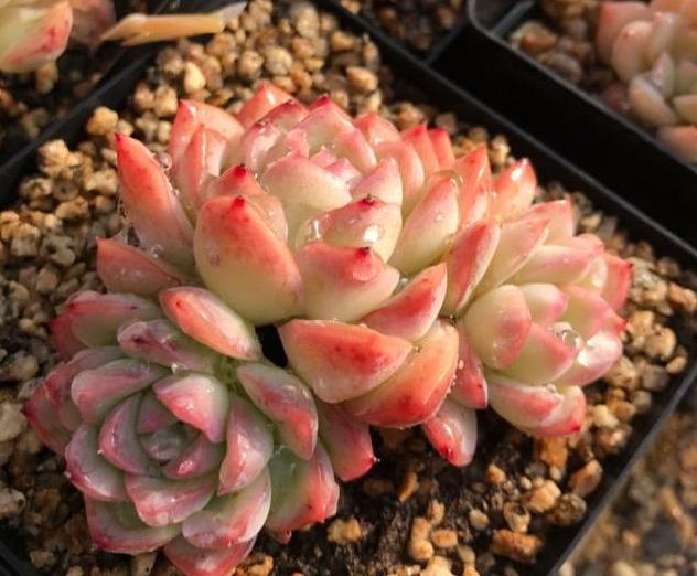 多肉怎么养才能爆盆新手小技巧,多肉怎么养才能爆盆教程