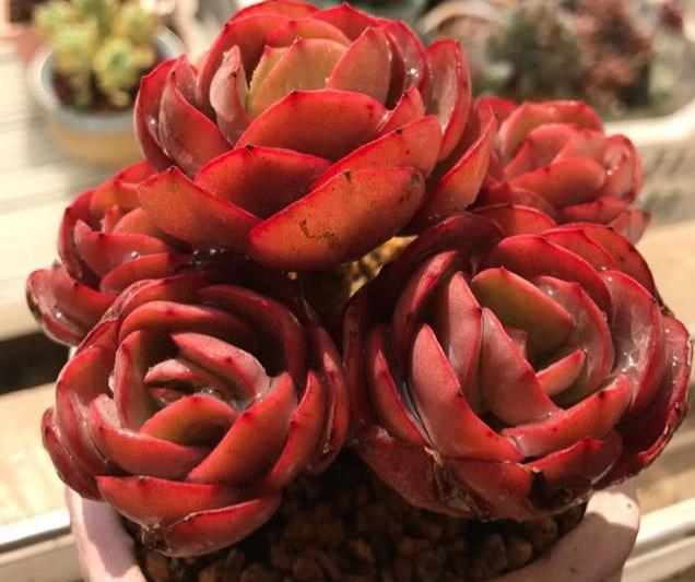 多肉怎么养才能爆盆新手小技巧,多肉怎么养才能爆盆教程