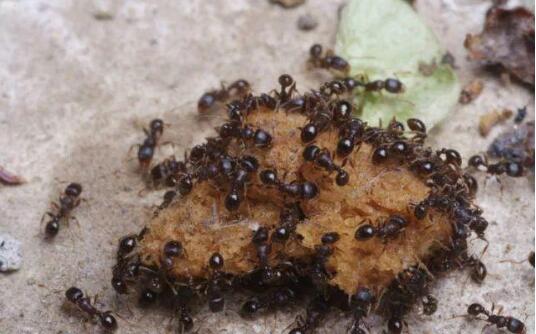 广西大棚种植反季节蔬菜致富案例,盘点种植致富20个好项目触屏版