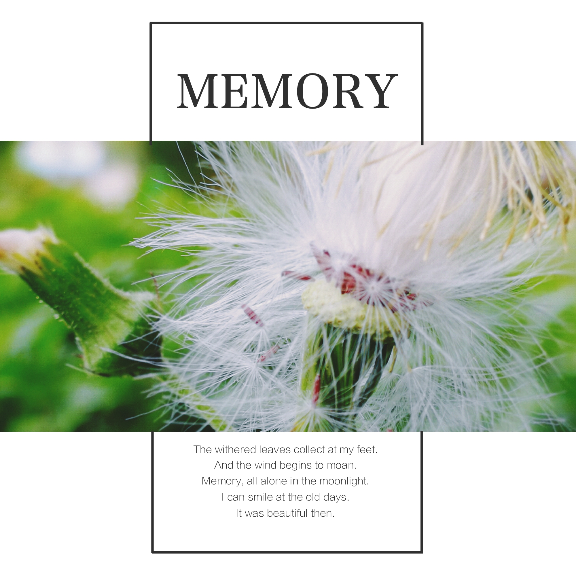 3倍和5倍光学变焦哪个更实用,2倍光学变焦用处大不大