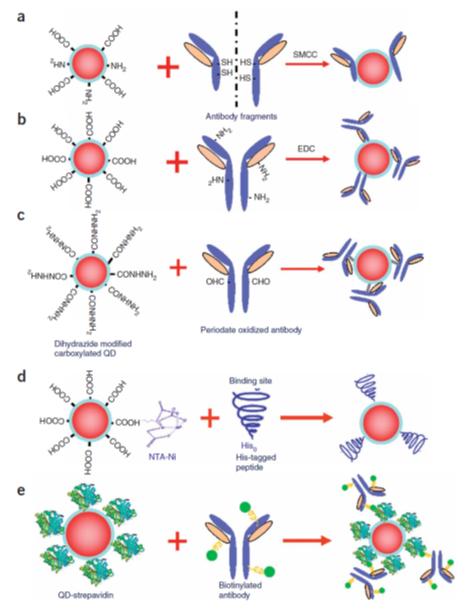 量子点光谱传感技术,量子点及其应用