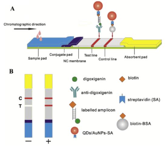 量子点光谱传感技术,量子点及其应用