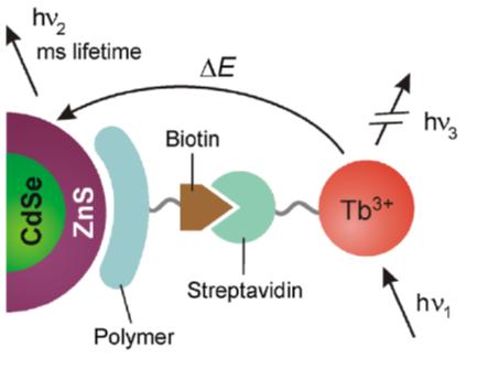 量子点光谱传感技术,量子点及其应用