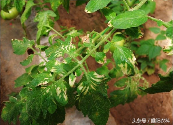 出现药害纠纷处理方法,小麦受除草剂药害怎么解决