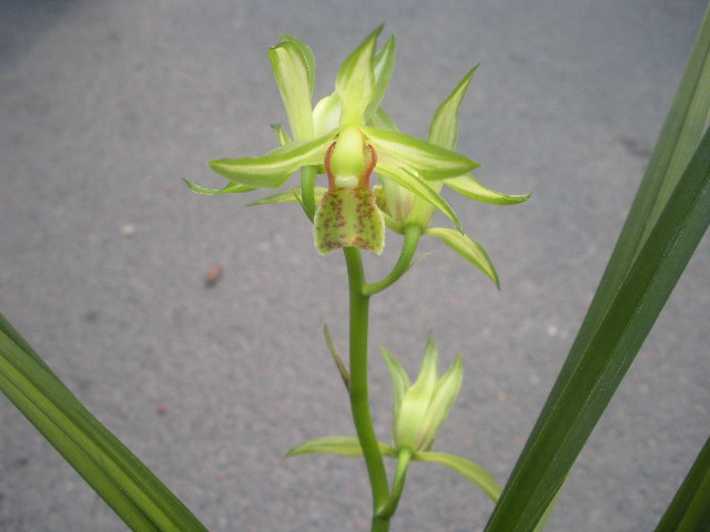 兰花送春顶级品种特征介绍图片,兰花送春叶子黄绿是什么品种