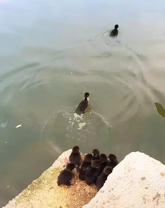 有只鸭妈妈带着一群小鸭去游泳,鸭妈妈带四只小鸭子在池塘边玩耍