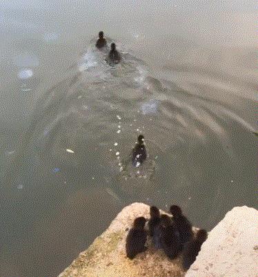 有只鸭妈妈带着一群小鸭去游泳,鸭妈妈带四只小鸭子在池塘边玩耍