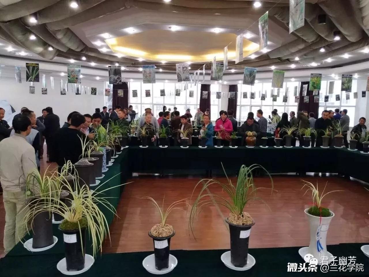 兰花送春顶级品种特征介绍图片,兰花送春叶子黄绿是什么品种