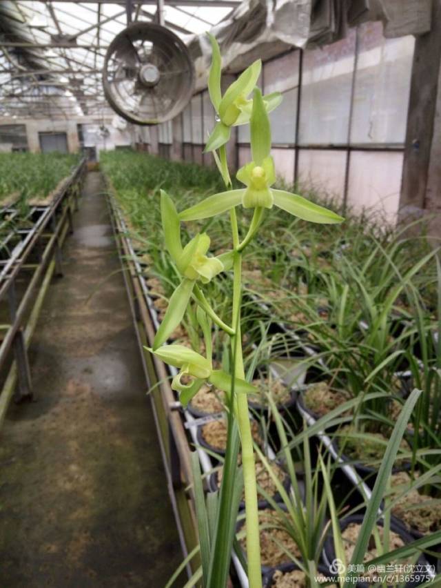 兰花送春顶级品种特征介绍图片,兰花送春叶子黄绿是什么品种