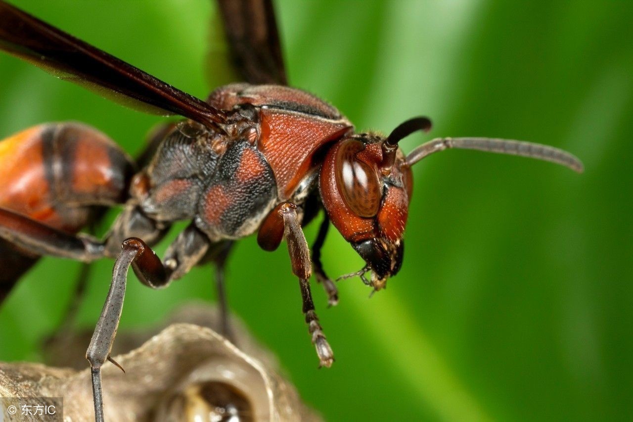 被马蜂蜇伤留下红点该怎么处理,被马蜂蜇伤后红肿多长时间能消退