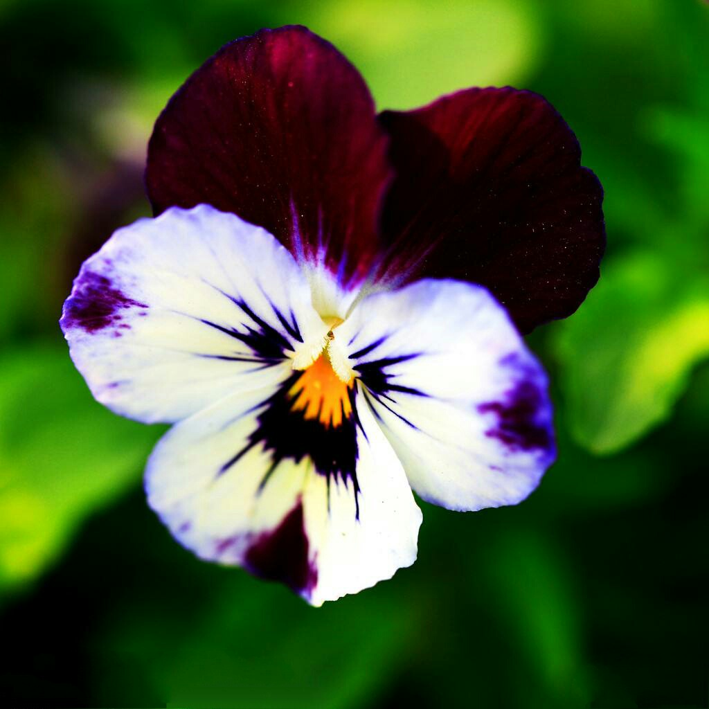 可爱的姑娘笑脸——三色堇花