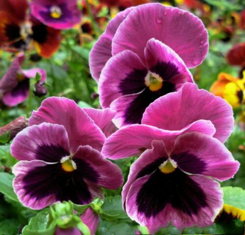 可爱的姑娘笑脸——三色堇花