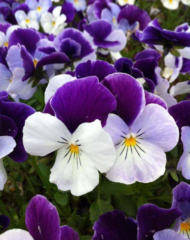 可爱的姑娘笑脸——三色堇花