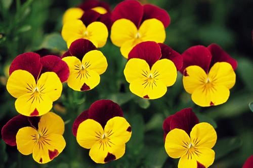 可爱的姑娘笑脸——三色堇花