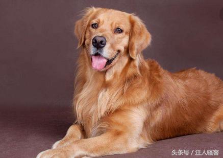 对主人最忠诚的狗小型犬,关于全世界十大名犬排行榜