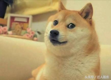 对主人最忠诚的狗小型犬,关于全世界十大名犬排行榜