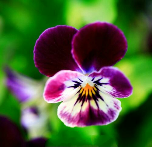 可爱的姑娘笑脸——三色堇花