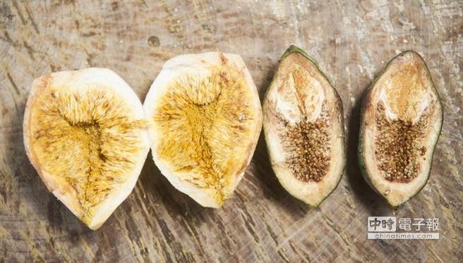 台湾野生爱玉,宝岛台湾特有水果品种有哪些