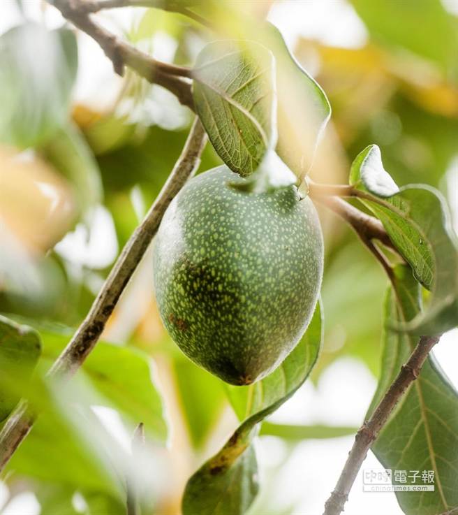 台湾野生爱玉,宝岛台湾特有水果品种有哪些