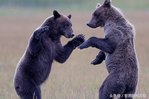 两头老虎能打过棕熊吗,棕熊可以一掌拍死老虎吗