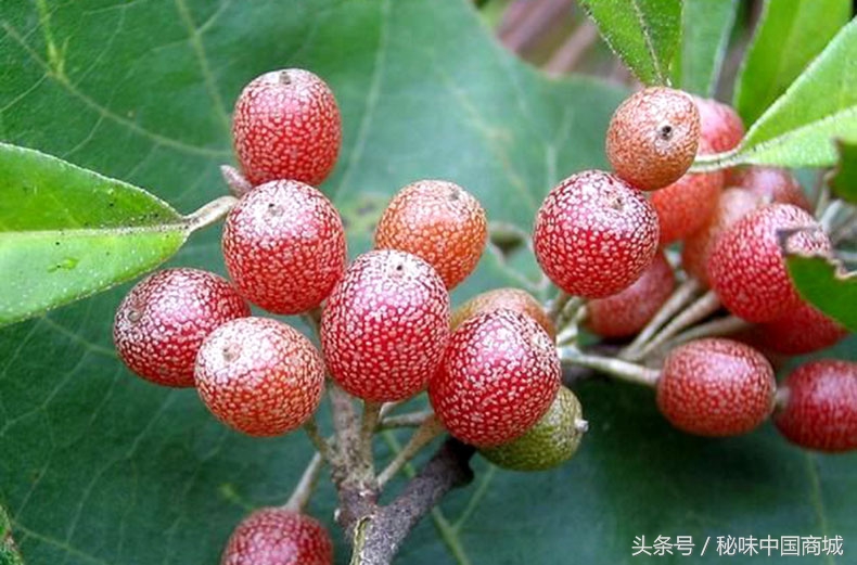 羊奶果怎么吃能没有涩味,味甜羊奶果