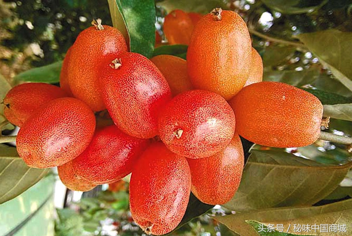 羊奶果怎么吃能没有涩味,味甜羊奶果