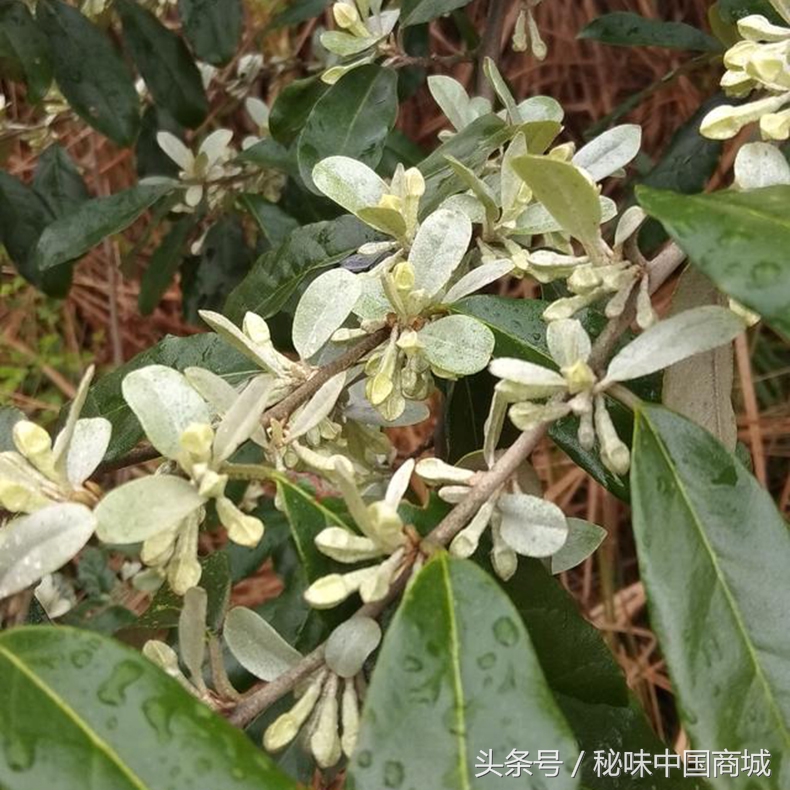 羊奶果怎么吃能没有涩味,味甜羊奶果