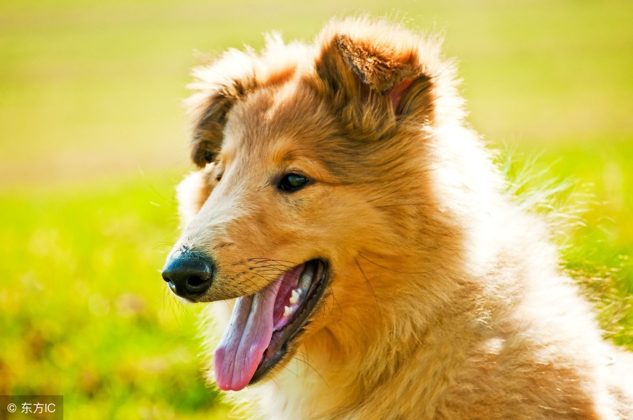 18年属狗的每月运势,18年属狗的月份运势