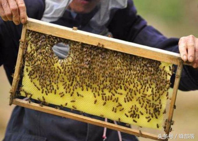 蜜蜂蜇人蜜蜂为什么会死,蜜蜂蜇人会死为什么还要蜇人