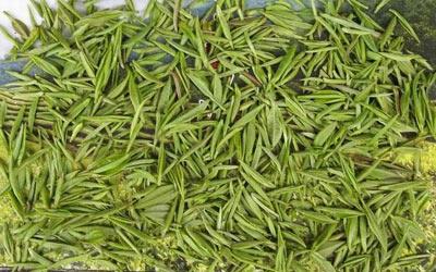 毛尖茶的营养价值及功效,毛尖茶的寓意是什么