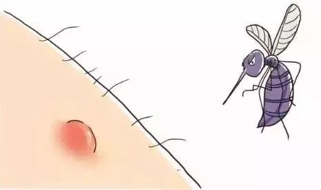 蚊子为什么咬o型血的人呢,蚊子咬人和o型血什么关系