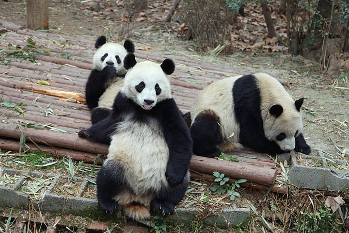 四川旅游攻略最值得去的地方,四川六日游必去的地方