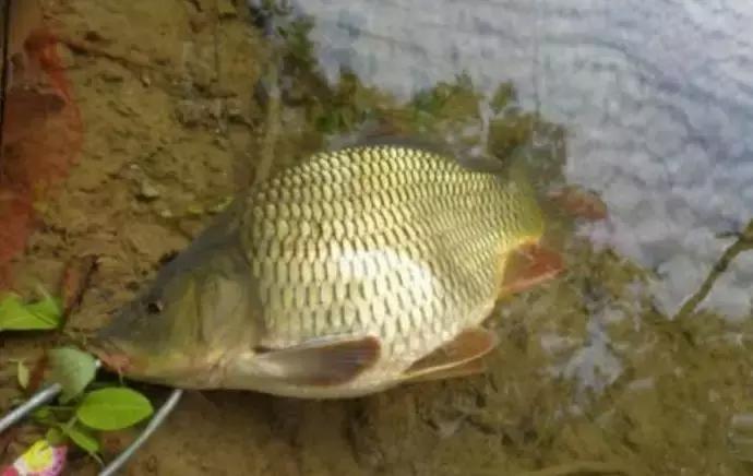 五月份钓鲤鱼用玉米粒行吗,鲤鱼5月份用什么饵料最好钓