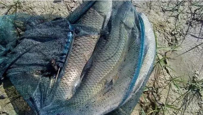 五月份钓鲤鱼用玉米粒行吗,鲤鱼5月份用什么饵料最好钓